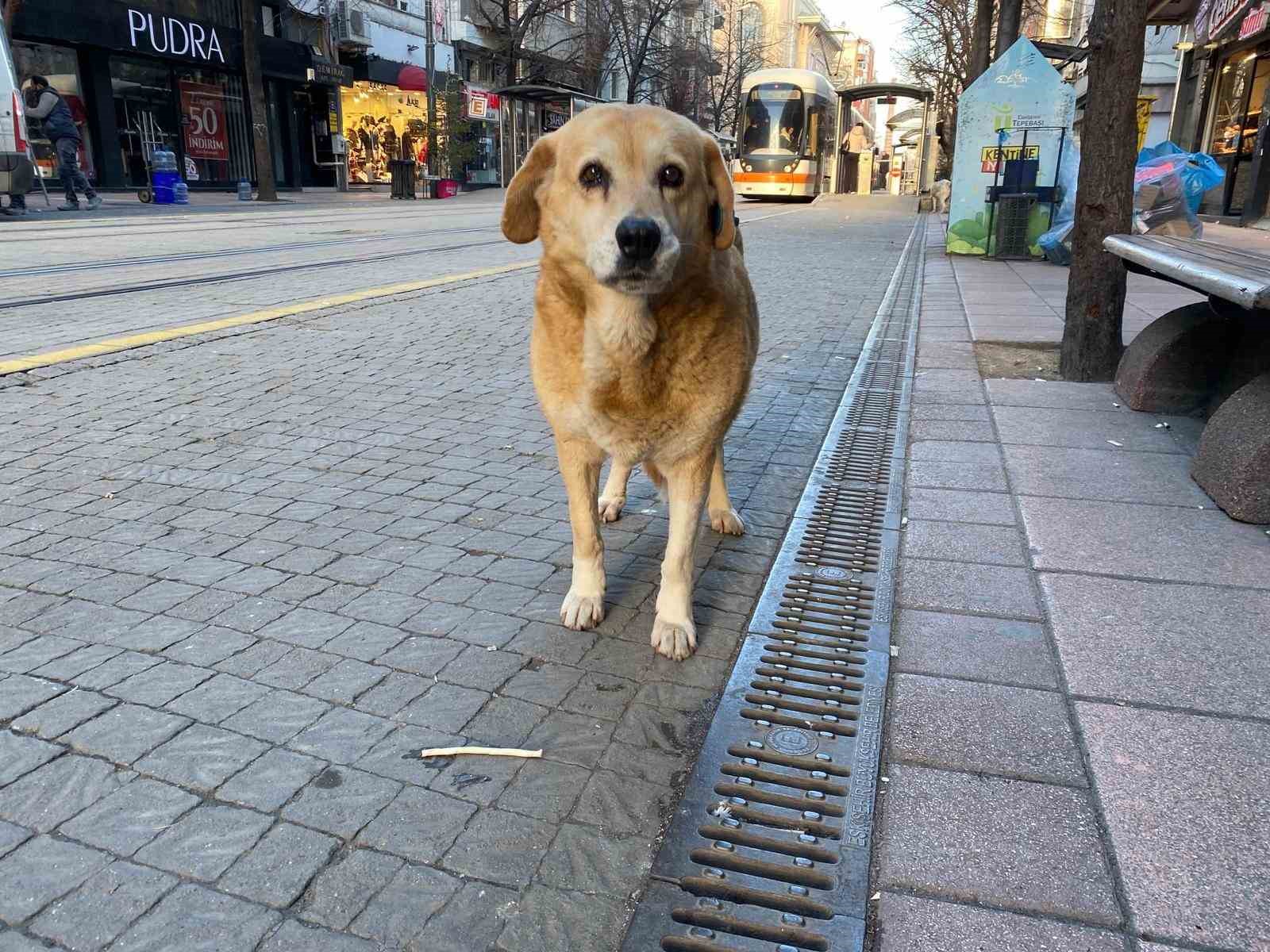 Dondurucu soğuk sokak hayvanlarının yaşamını zorlaştırdı
