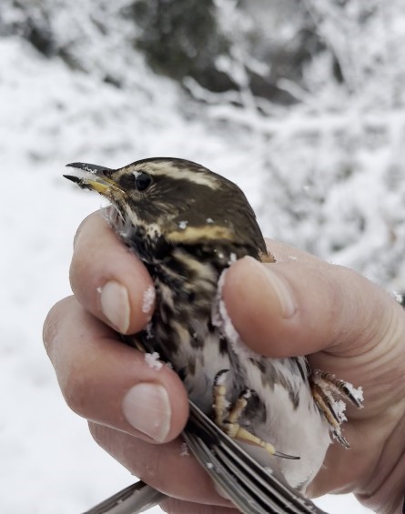 Donmak üzere olan kuşu aracına alarak ısıttı
