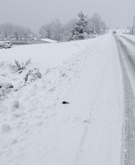 Donmak üzere olan kuşu aracına alarak ısıttı
