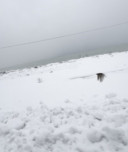 Donmak üzere olan kuşu aracına alarak ısıttı
