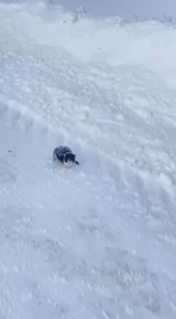 Donmak üzere olan yavru kediyi kurtardı, davranışı ile takdir topladı
