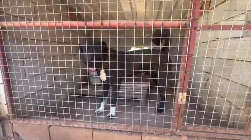 Dövüş köpeği üretip yavruların kulaklarını kesen işletmeye 323 bin TL ceza
