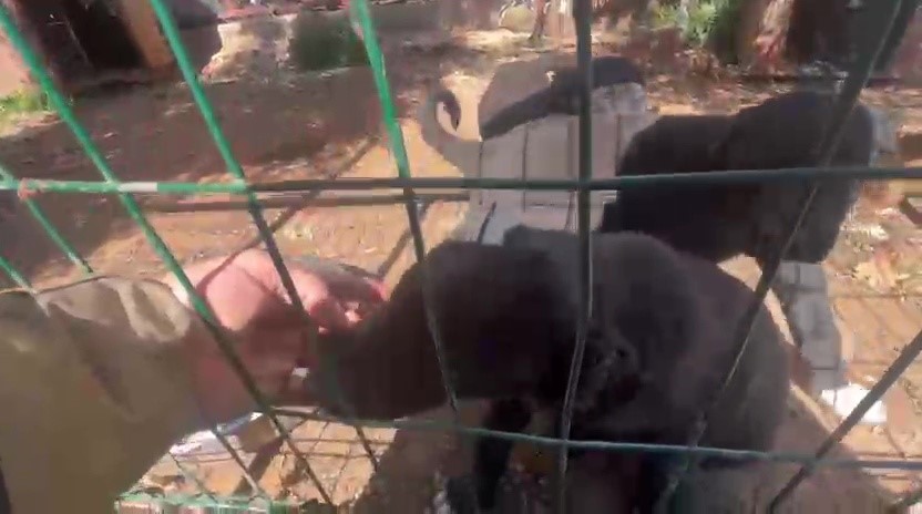 Dövüş köpeği üretip yavruların kulaklarını kesen işletmeye 323 bin TL ceza
