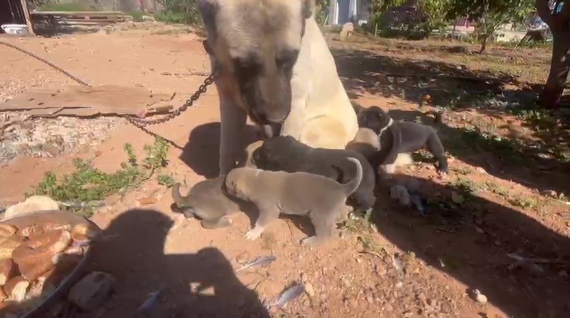 Dövüş köpeği üretip yavruların kulaklarını kesen işletmeye 323 bin TL ceza
