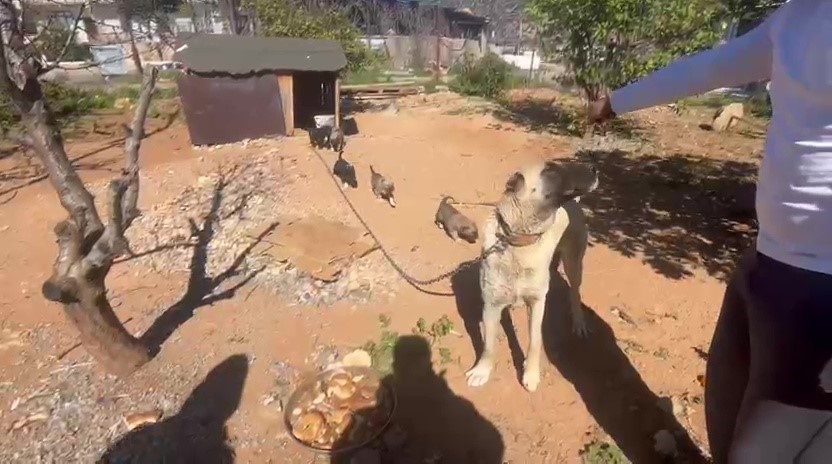 Dövüş köpeği üretip yavruların kulaklarını kesen işletmeye 323 bin TL ceza

