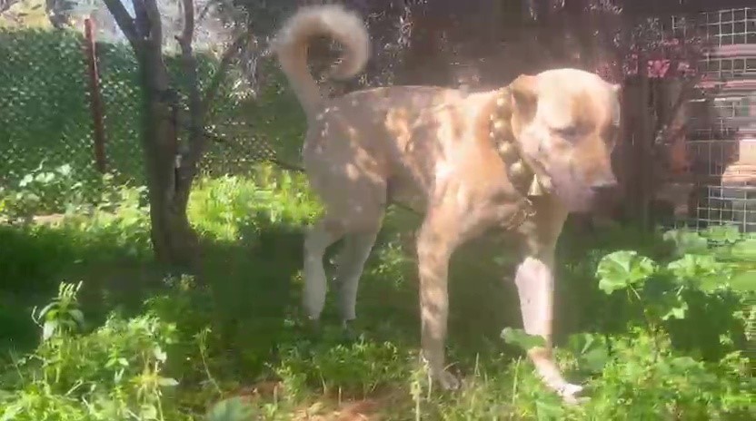 Dövüş köpeği üretip yavruların kulaklarını kesen işletmeye 323 bin TL ceza
