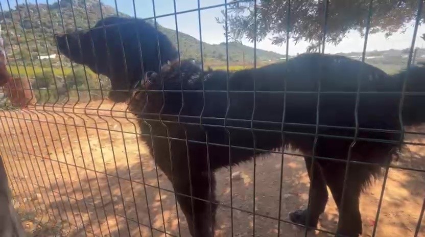 Dövüş köpeği üretip yavruların kulaklarını kesen işletmeye 323 bin TL ceza
