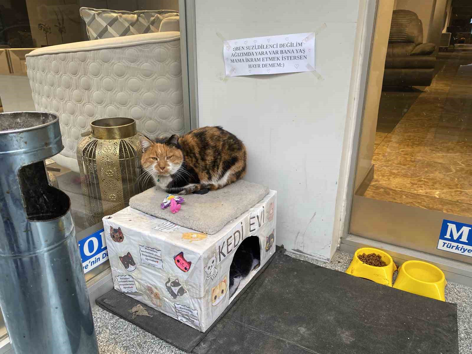 Dükkan önündeki kedi için asılan ilginç not dikkat çekti: "Dilenci değilim"

