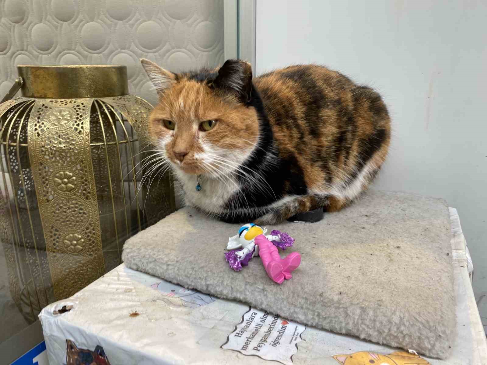 Dükkan önündeki kedi için asılan ilginç not dikkat çekti: "Dilenci değilim"
