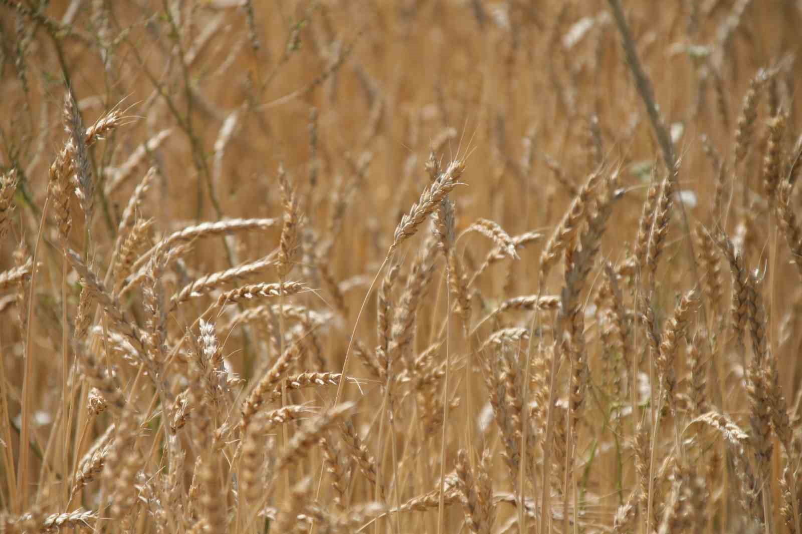 Dünya hububat üretiminde bir ilk gerçekleşecek
