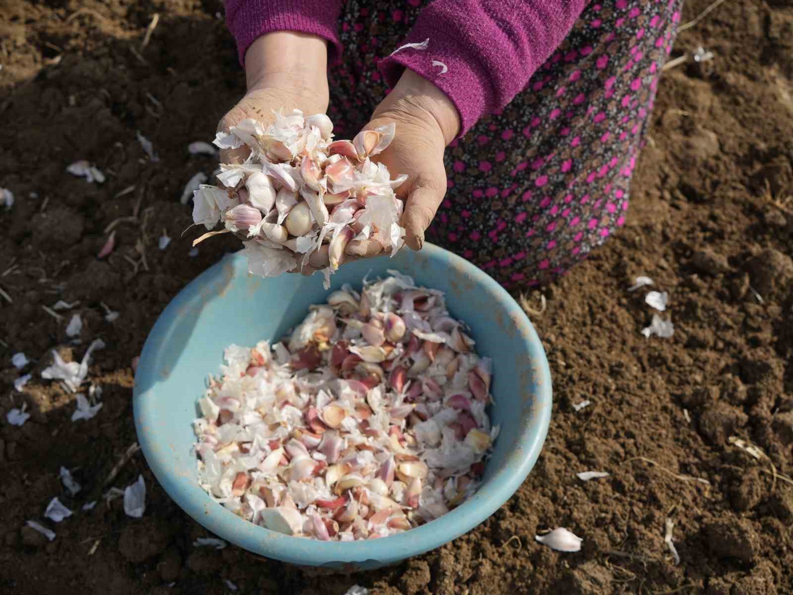 Dünyaca ünlü Taşköprü sarımsağının ekim sezonu erken başladı
