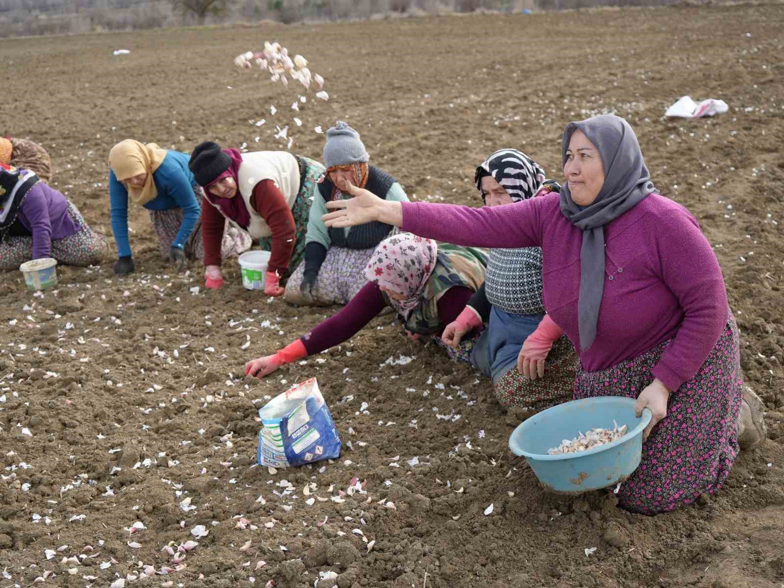 Dünyaca ünlü Taşköprü sarımsağının ekim sezonu erken başladı
