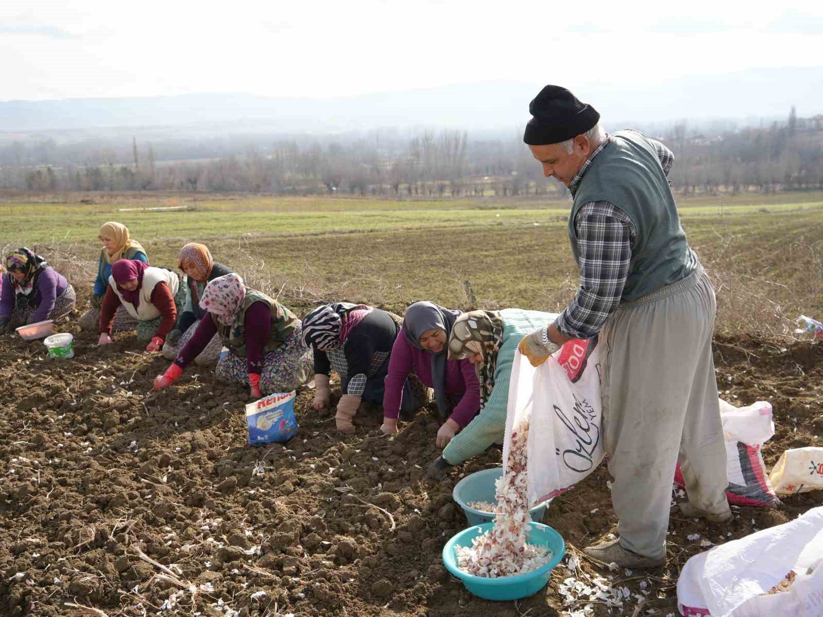 Dünyaca ünlü Taşköprü sarımsağının ekim sezonu erken başladı
