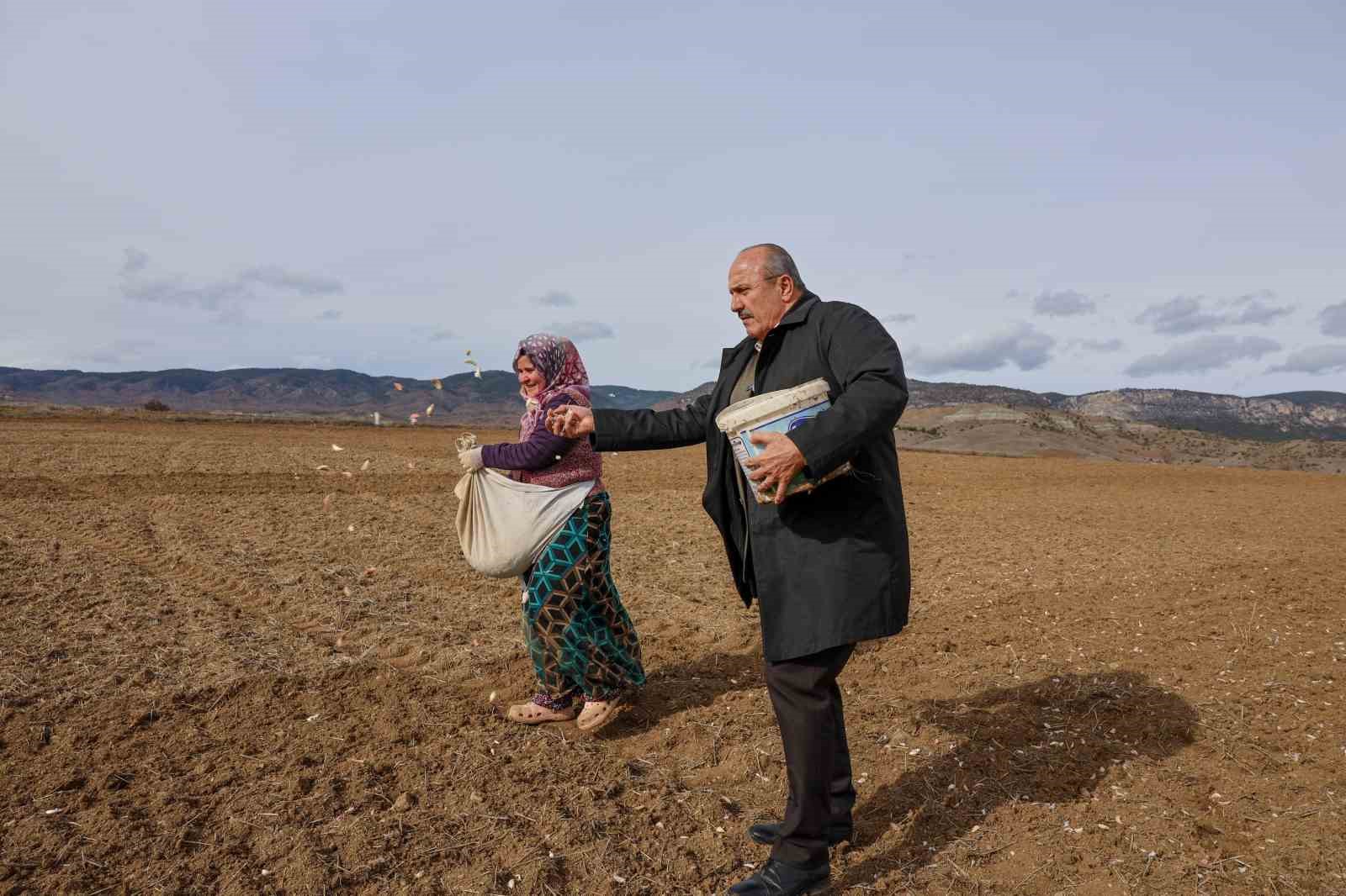 Dünyaca ünlü Taşköprü sarımsağının ekim sezonu erken başladı
