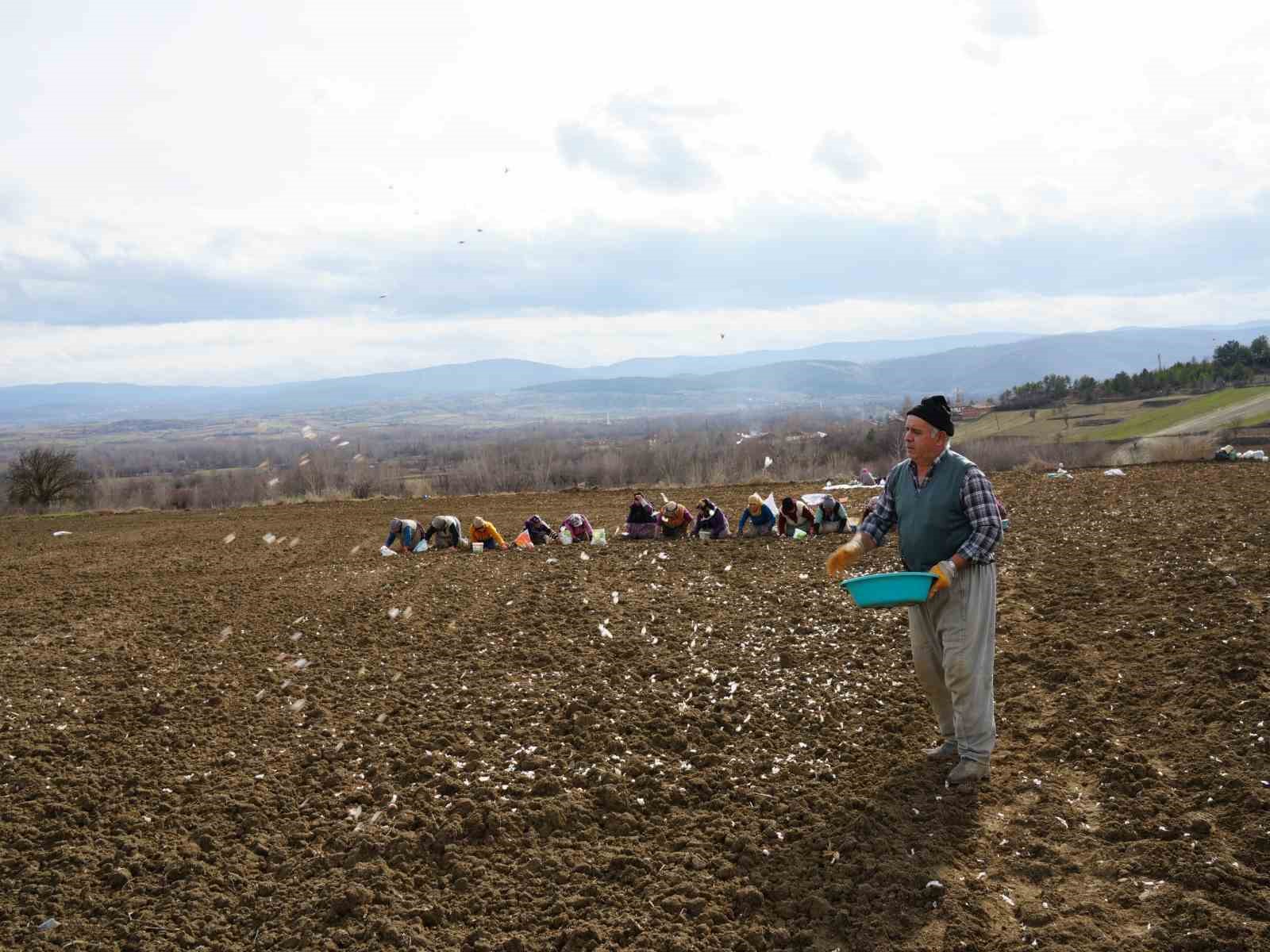 Dünyaca ünlü Taşköprü sarımsağının ekim sezonu erken başladı
