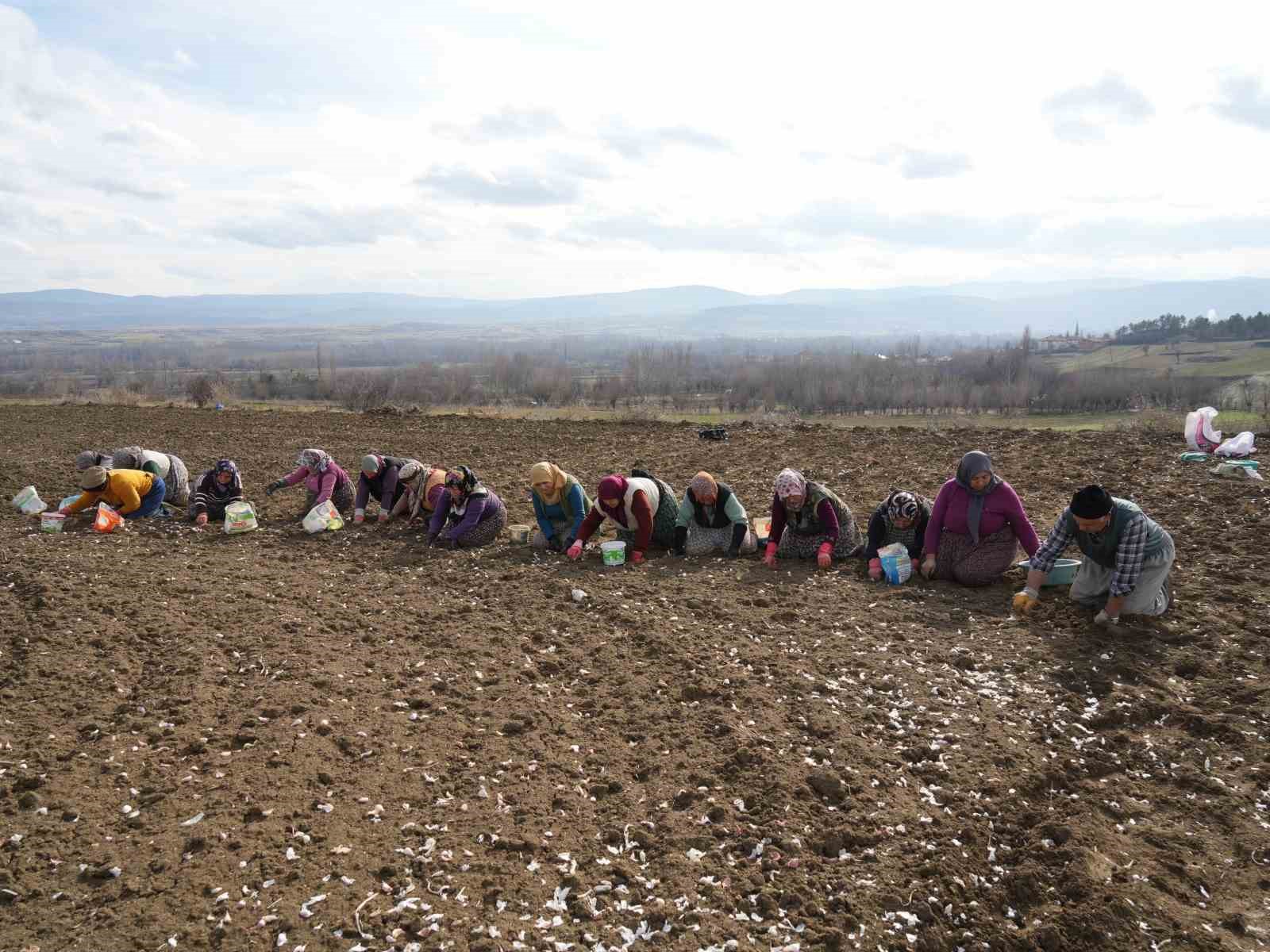 Dünyaca ünlü Taşköprü sarımsağının ekim sezonu erken başladı
