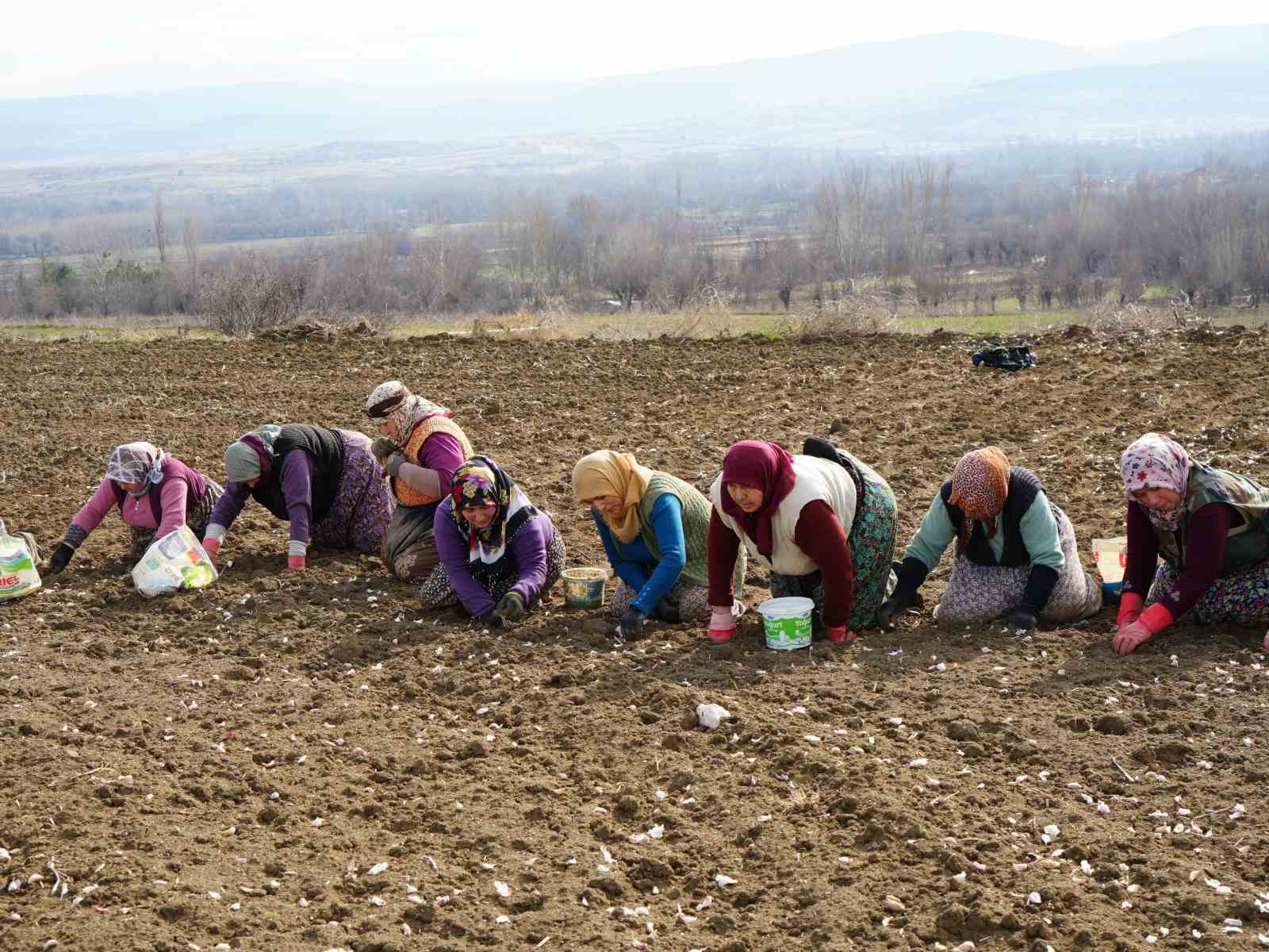 Dünyaca ünlü Taşköprü sarımsağının ekim sezonu erken başladı
