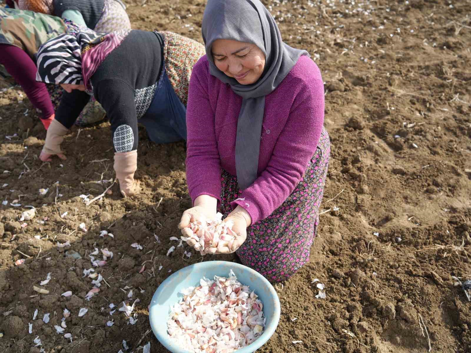 Dünyaca ünlü Taşköprü sarımsağının ekim sezonu erken başladı
