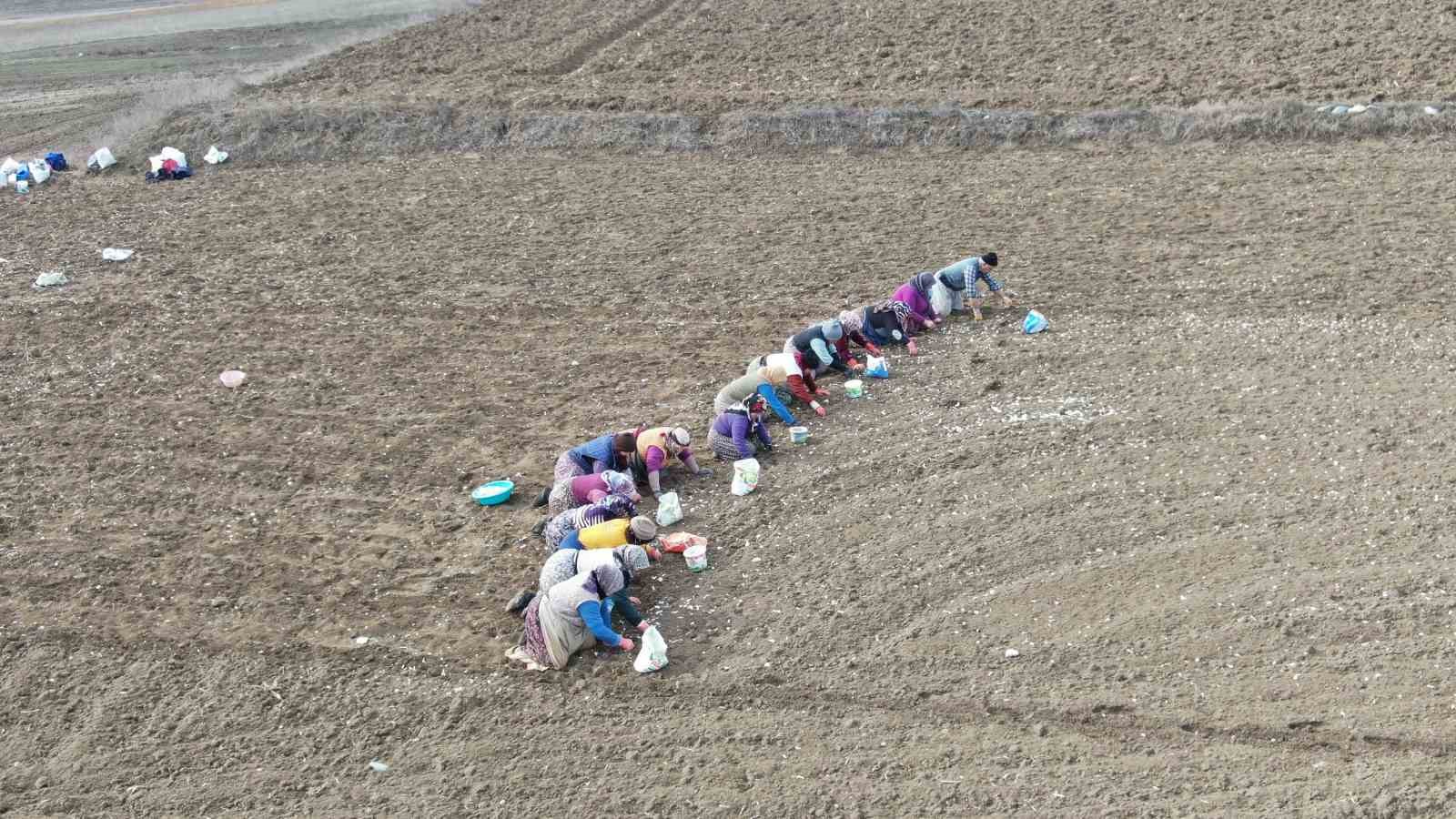 Dünyaca ünlü Taşköprü sarımsağının ekim sezonu erken başladı
