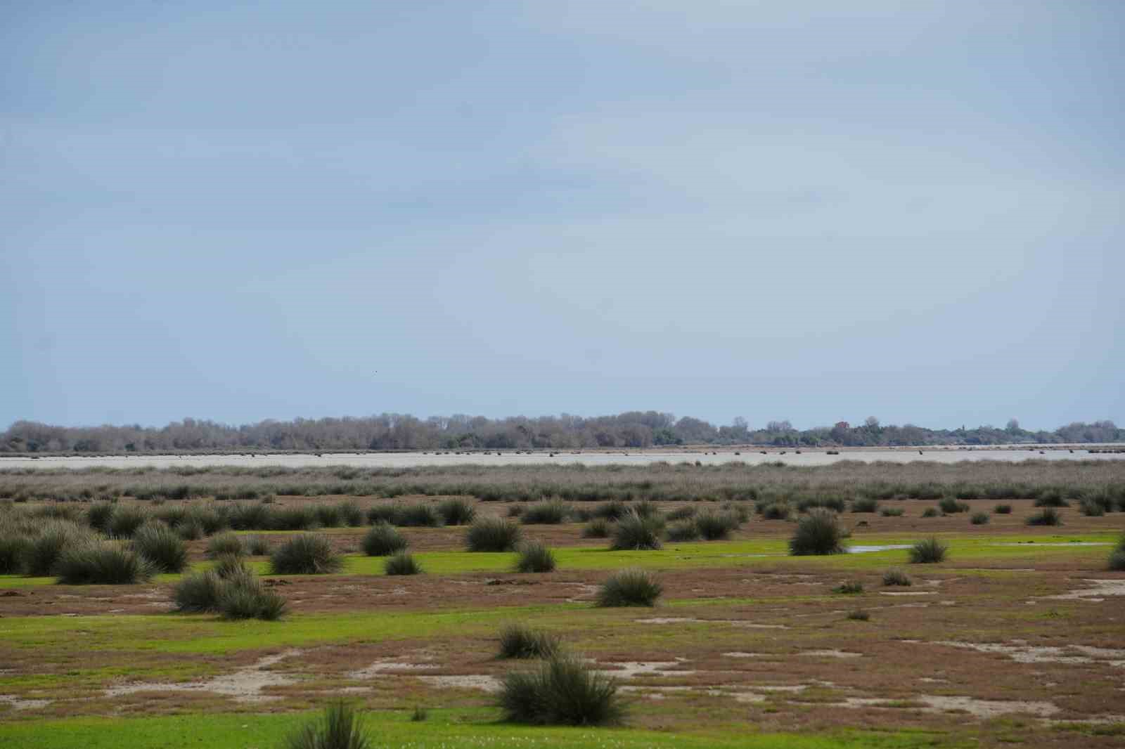 Dünyada nesli tehlike altında olan kuş türlerinden 27’si Kızılırmak Deltası’nda bulunuyor
