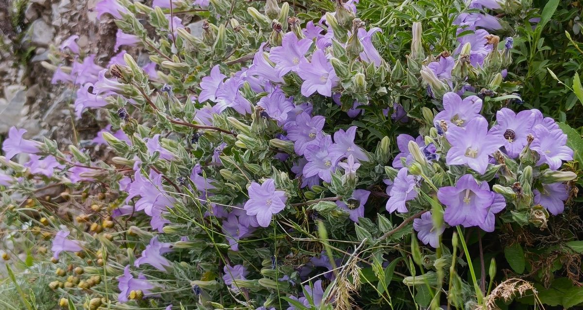 Dünyada sadece Aydın’da yetişen ’Küçük Çan’ yok olma tehlikesiyle karşı karşıya
