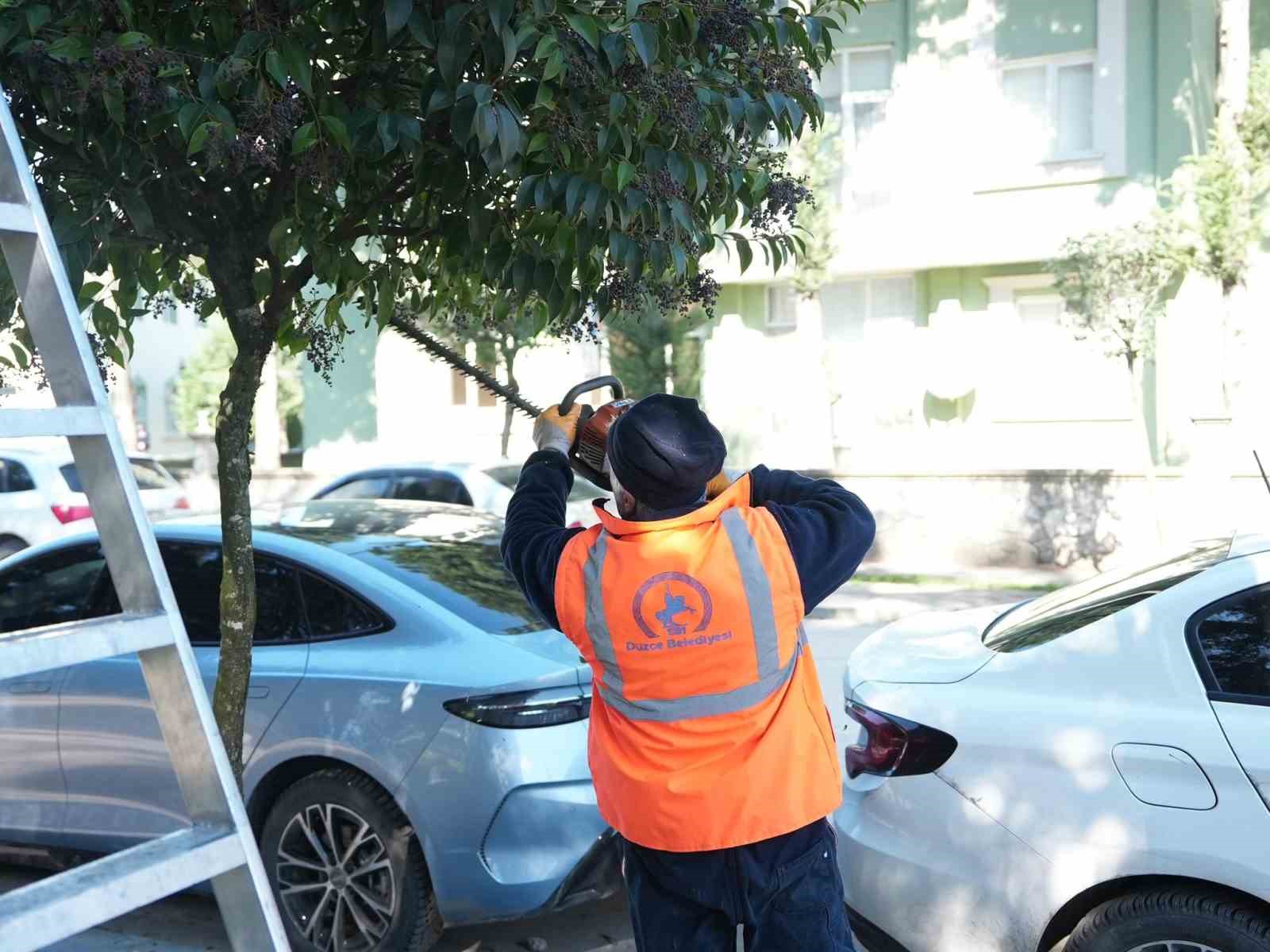 Düzce Belediyesi ağaçları bahara hazırlıyor
