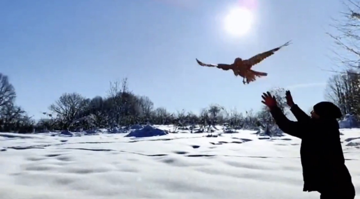 Düzce’de 211 yaban hayvanı doğaya salındı
