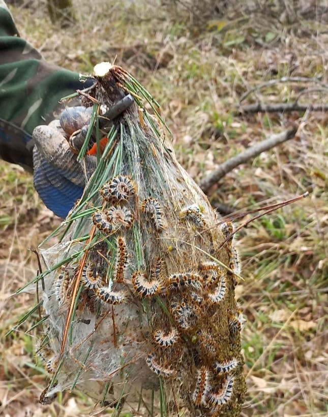 Düzce’de Çam Kese böceğiyle mücadele başladı
