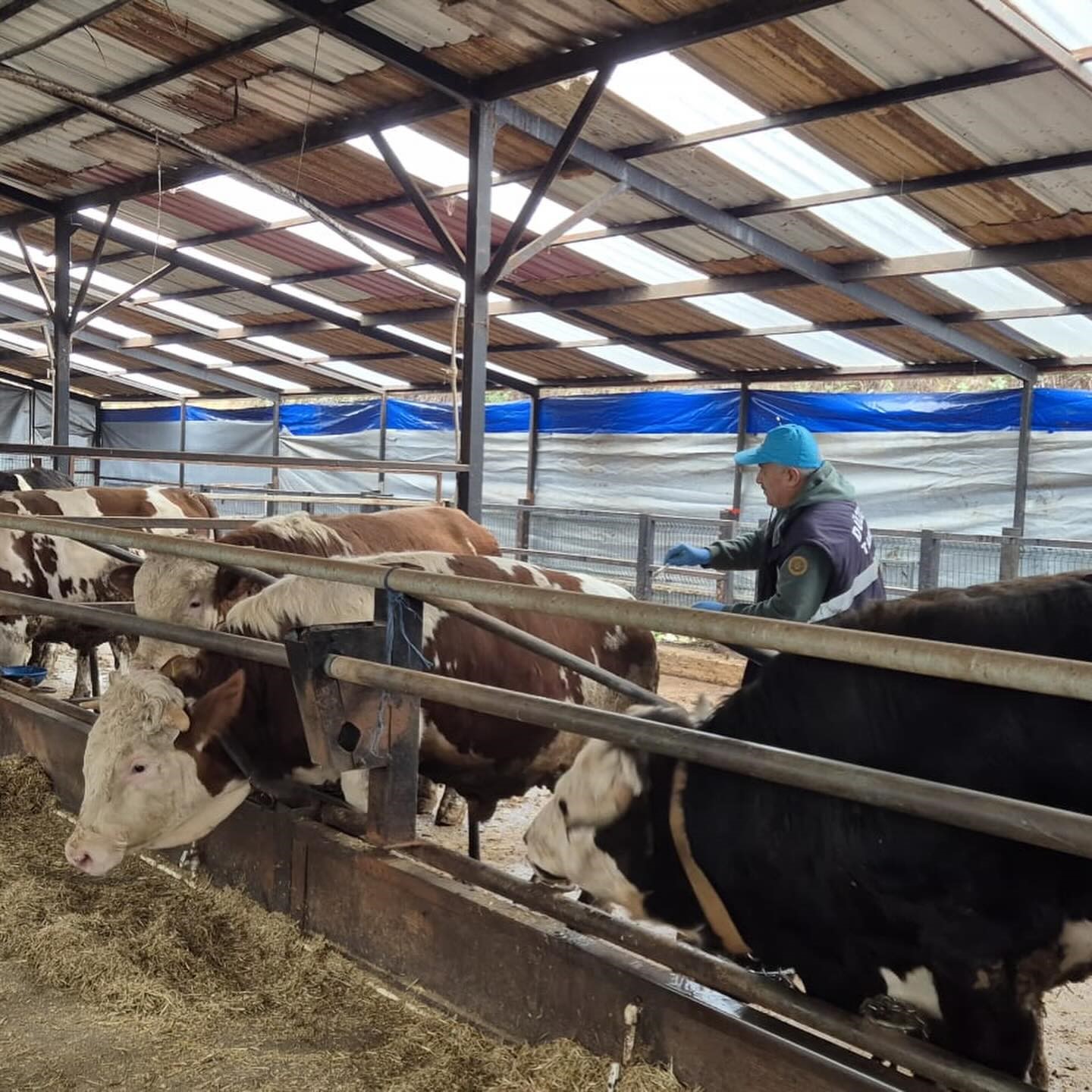 Düzce’de ekipler hayvan sağlığı için sahada
