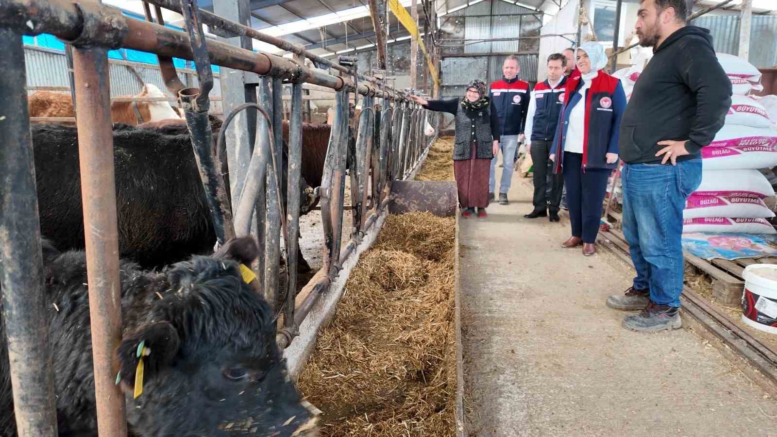 Düzce’de kadın yetiştiriciye etçi ırk düve desteği
