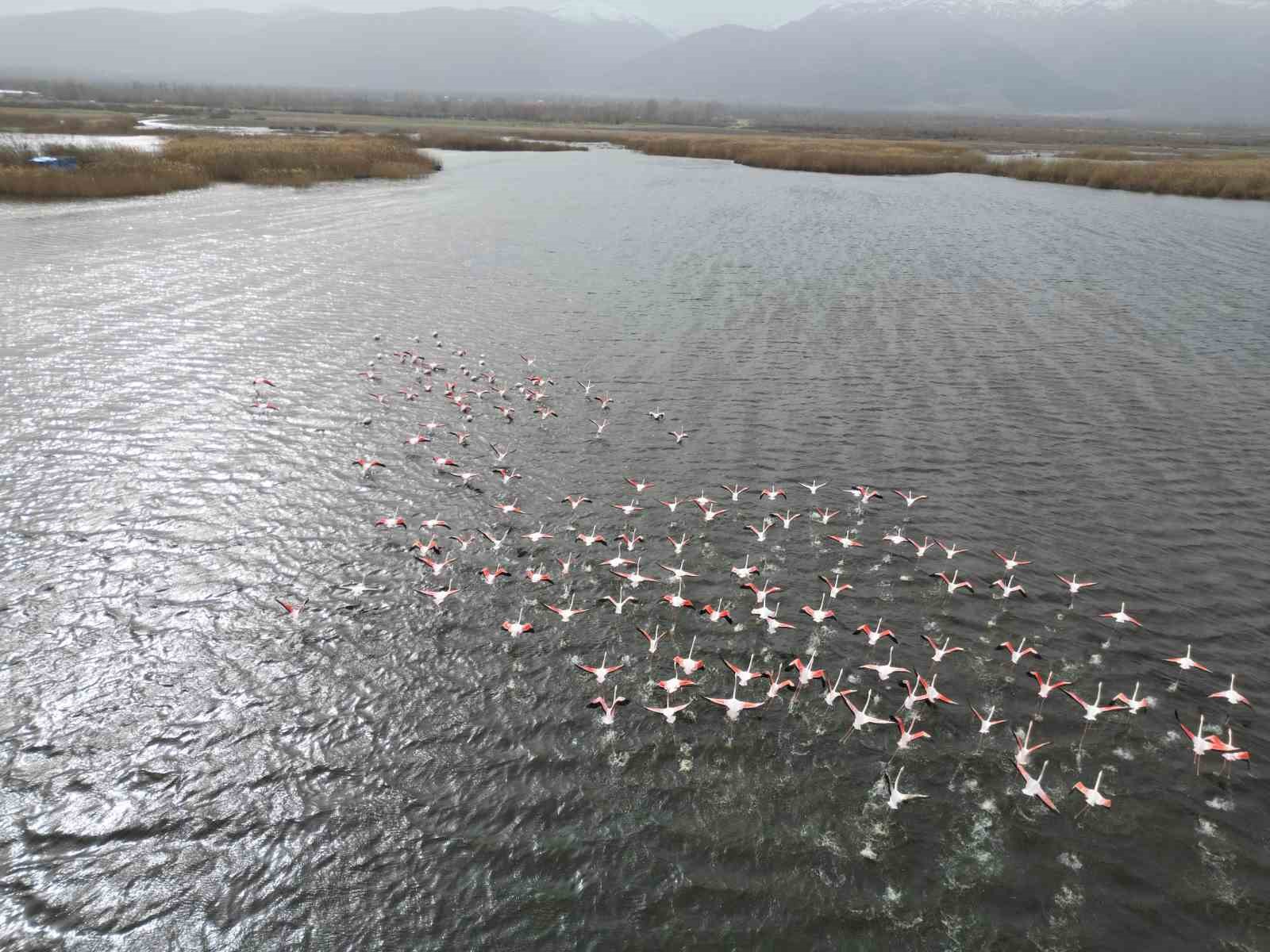 Eber Gölü’ndeki flamingolar görsel şölen sundu
