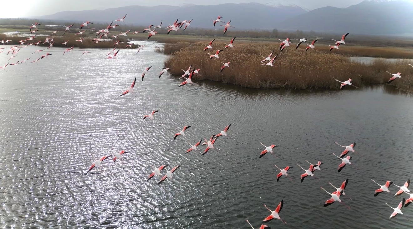 Eber Gölü’ndeki flamingolar görsel şölen sundu
