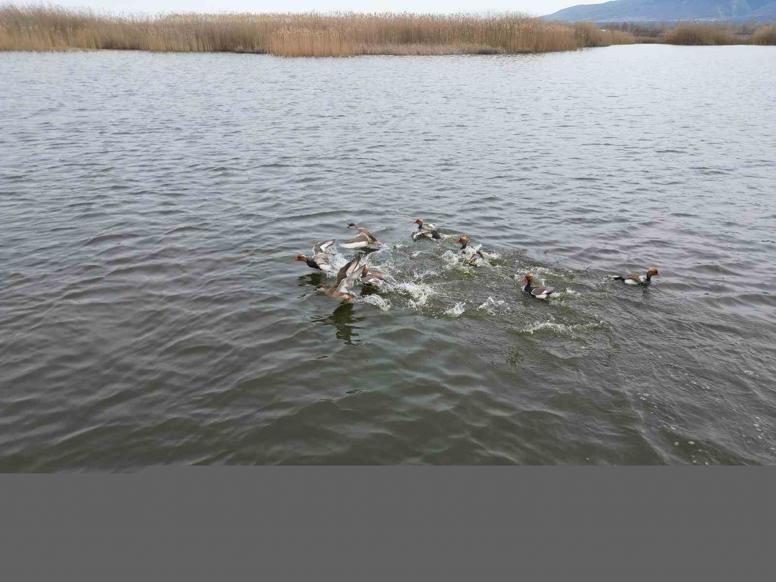 Eber Gölü’nden sevindirici haber geldi
