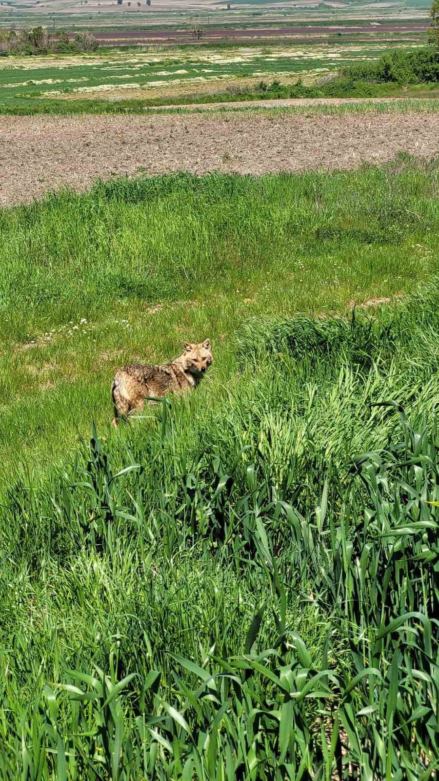 Edirne’de aç kalan çakal köye indi

