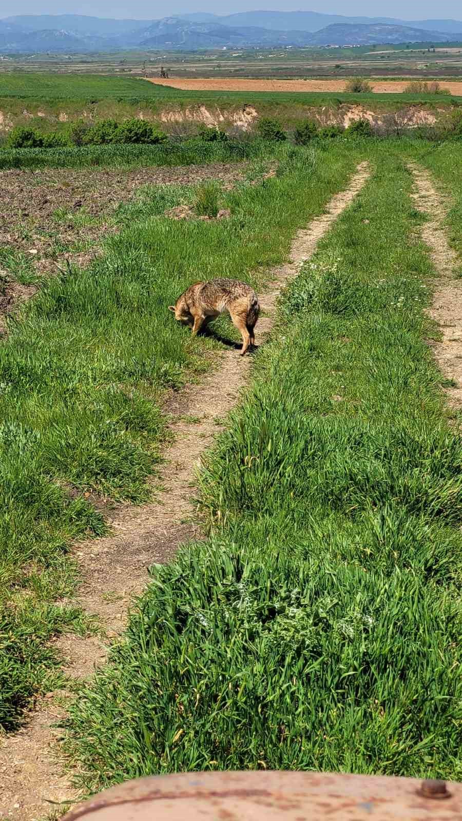Edirne’de aç kalan çakal köye indi
