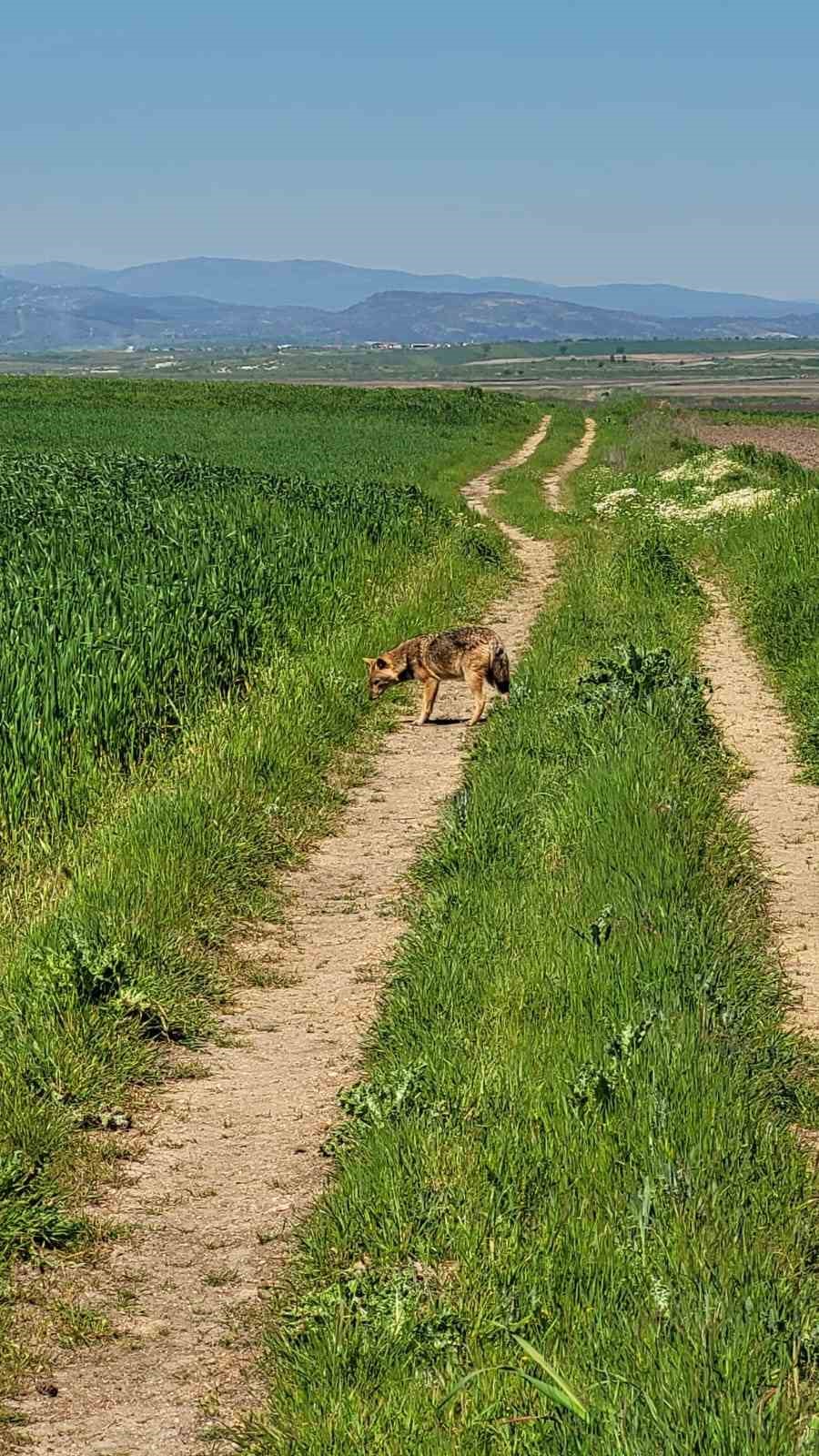 Edirne’de aç kalan çakal köye indi
