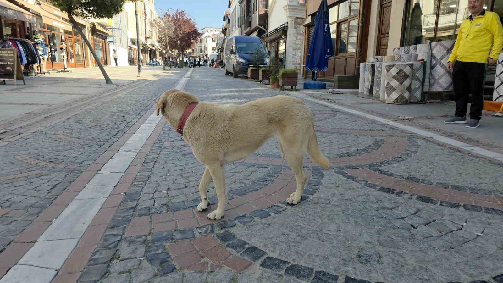 Edirne’de başıboş köpek saldırısı: 19 yaşındaki genç yaralandı
