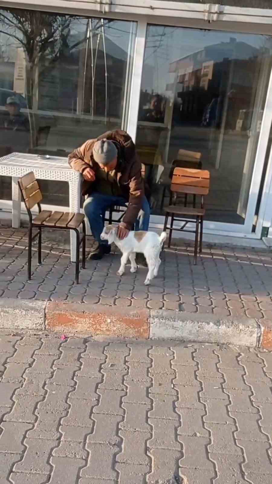 Edirne’de de "keçi ile alışveriş" keyfi
