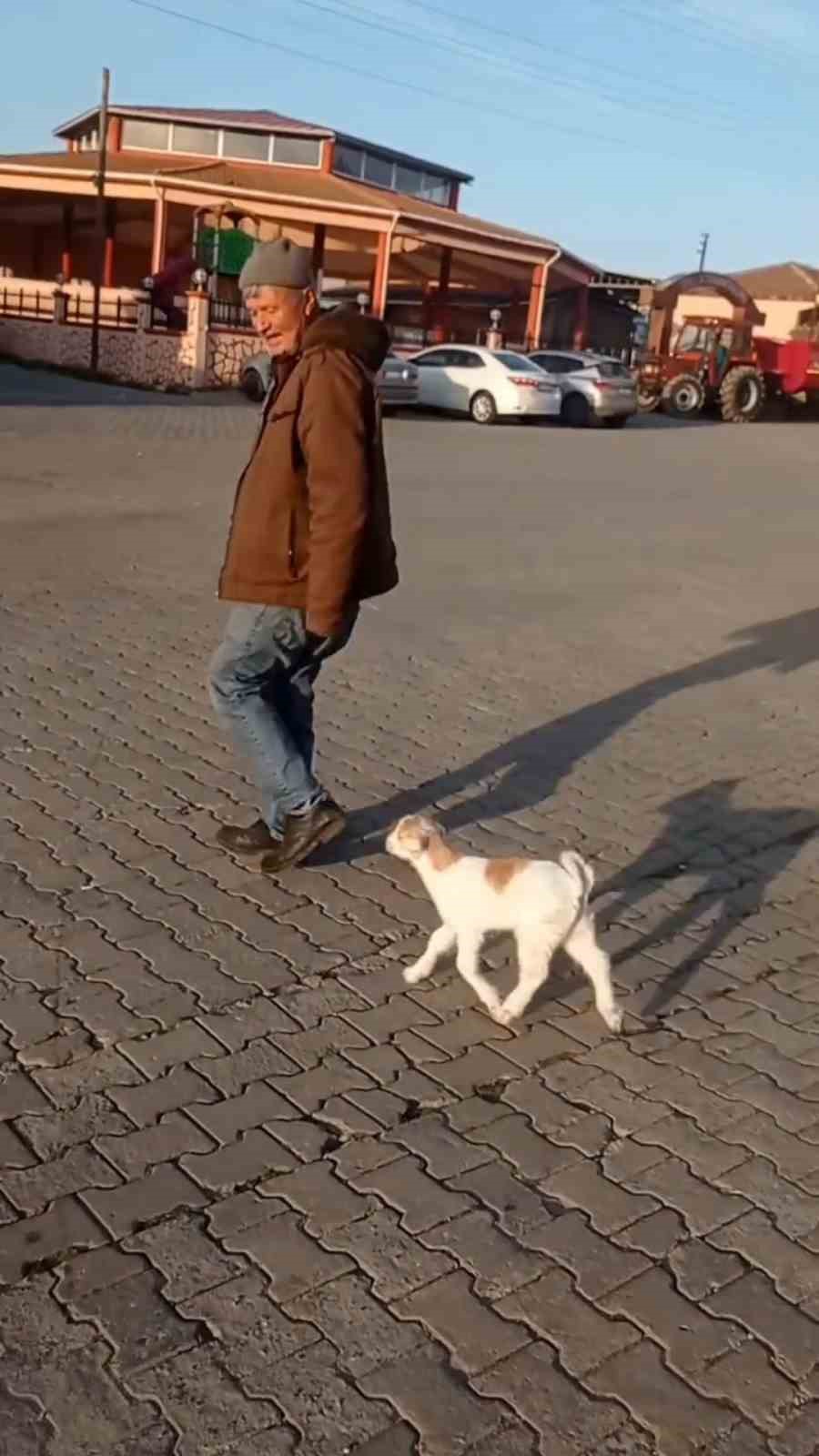 Edirne’de de "keçi ile alışveriş" keyfi
