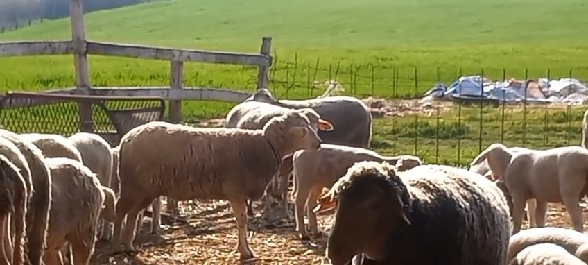 Edirne’de diplomalı çobanlar kursu tamamladı
