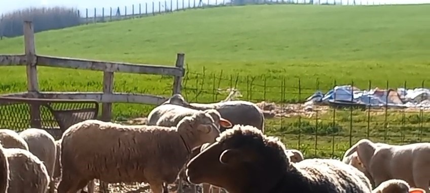 Edirne’de diplomalı çobanlar kursu tamamladı
