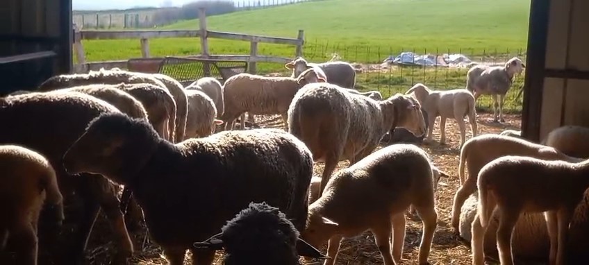 Edirne’de diplomalı çobanlar kursu tamamladı
