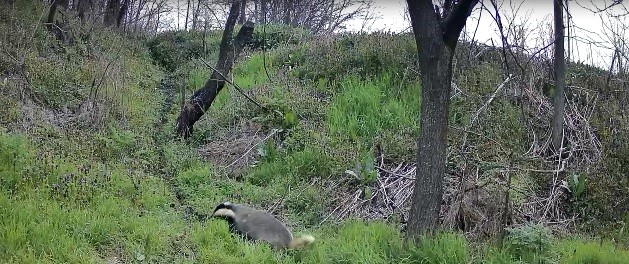 Edirne’de fotokapanlar yaban hayatını görüntülüyor
