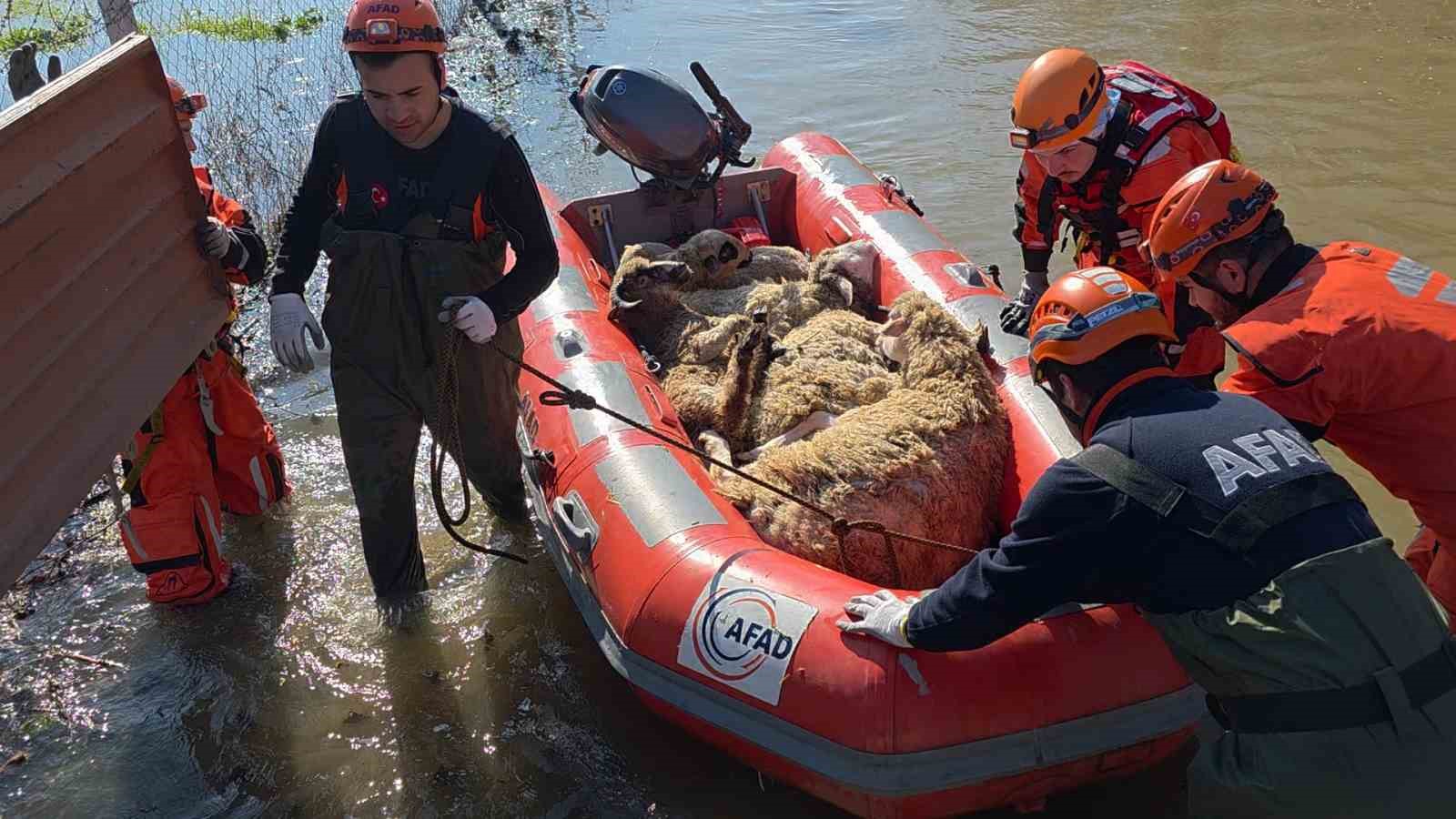 Edirne’de koyunlar botlarla kurtarıldı
