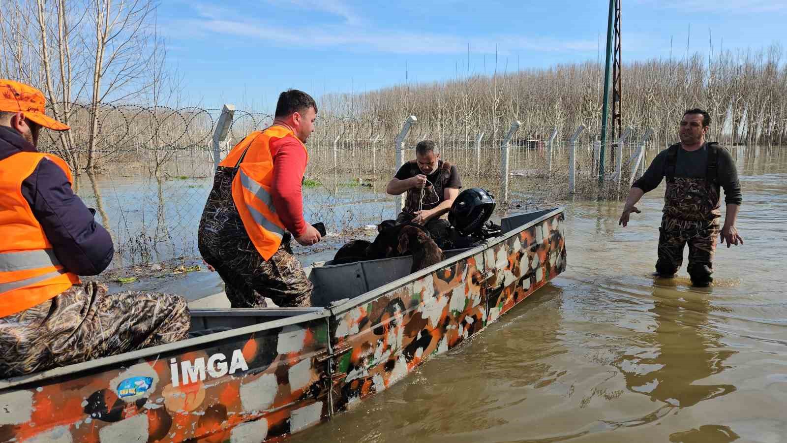 Edirne’de taşan su seviyesi yer yer 2.5 metreye yükseldi: Mahsur kalan hayvanlar kurtarılıyor
