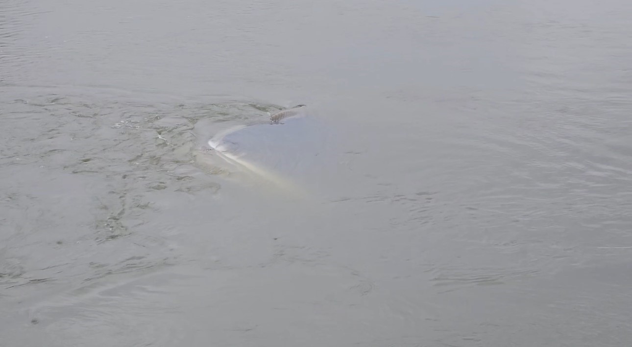 Edirne’de taşkında nehre düşen otomobil 1 ay sonra bulundu
