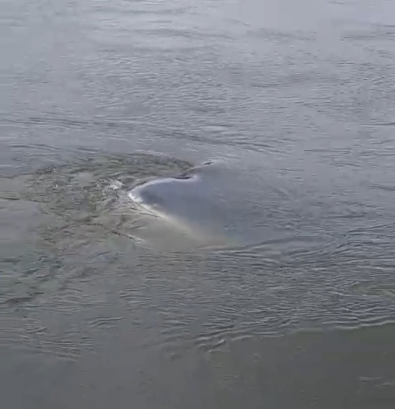 Edirne’de taşkında nehre düşen otomobil 1 ay sonra bulundu
