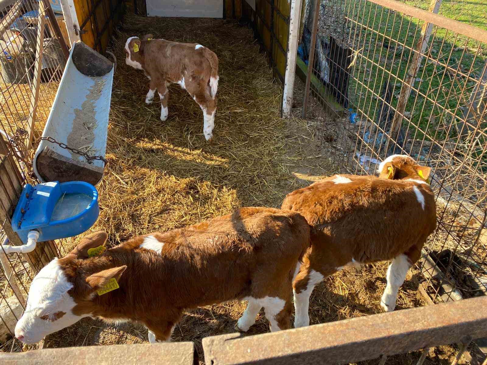 Edirne’nin Orhaniye köyünde üçüz buzağı dünyaya geldi
