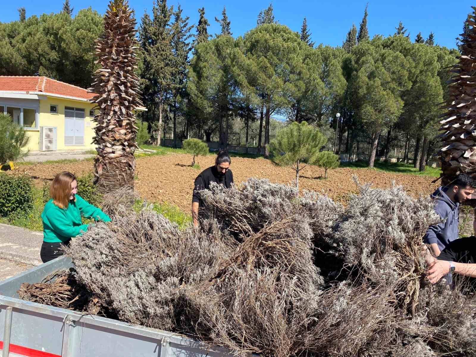 Edremit Meslek Yüksekokulu’nda lavanta bahçesi için dikim çalışmaları başladı
