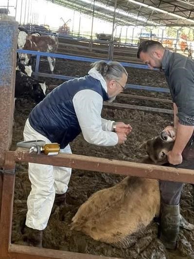 Efeler’de 15 bin hayvan aşılandı
